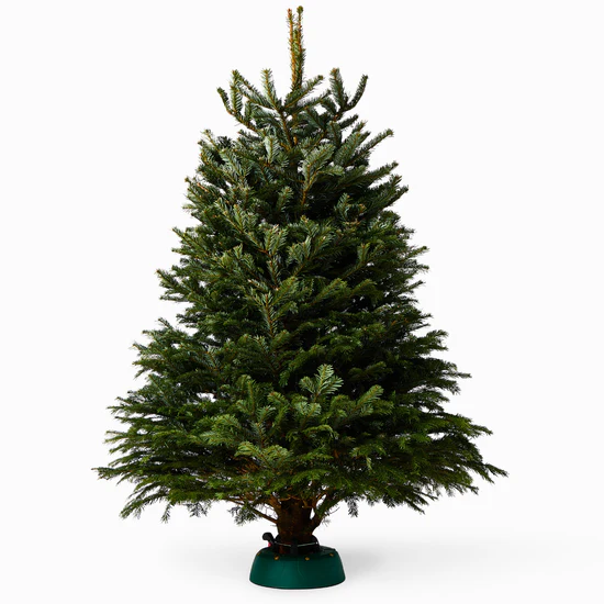 Premium Cut Nordmann Fir